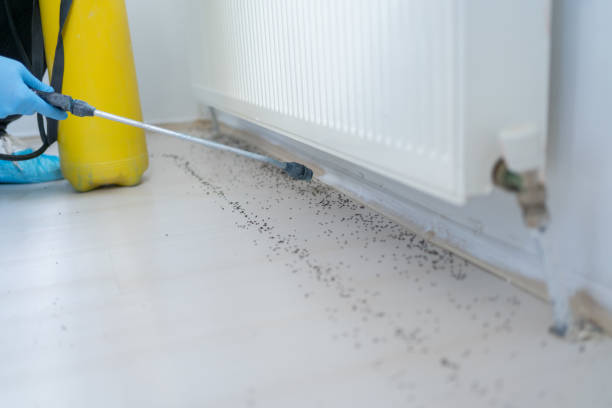 Best Local Pest Control Services  in Soh Ogden, UT